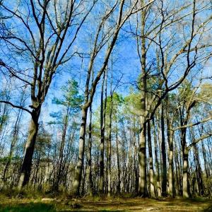 Photo of UNDER CONTRACT!  115 Acres of Hunting Land For Sale in Wilson County NC!