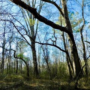 Photo of UNDER CONTRACT!  115 Acres of Hunting Land For Sale in Wilson County NC!