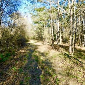Photo of UNDER CONTRACT!  115 Acres of Hunting Land For Sale in Wilson County NC!
