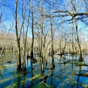 Photo of UNDER CONTRACT!  115 Acres of Hunting Land For Sale in Wilson County NC!