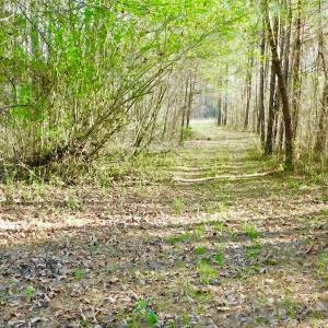 Photo of UNDER CONTRACT!  115 Acres of Hunting Land For Sale in Wilson County NC!