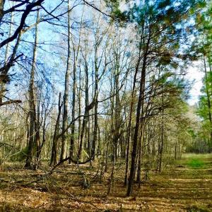 Photo of UNDER CONTRACT!  115 Acres of Hunting Land For Sale in Wilson County NC!