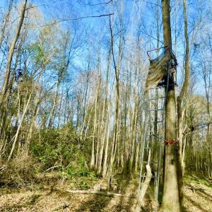 Photo of UNDER CONTRACT!  115 Acres of Hunting Land For Sale in Wilson County NC!