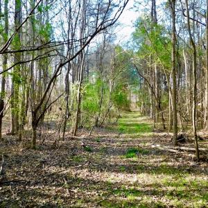 Photo of UNDER CONTRACT!  115 Acres of Hunting Land For Sale in Wilson County NC!
