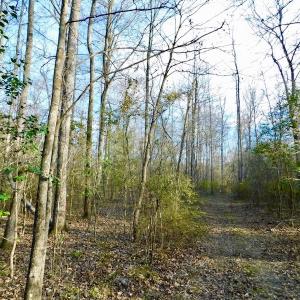 Photo of UNDER CONTRACT!  115 Acres of Hunting Land For Sale in Wilson County NC!