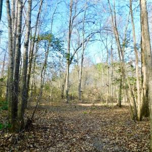 Photo of UNDER CONTRACT!  115 Acres of Hunting Land For Sale in Wilson County NC!