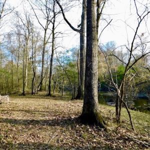 Photo of UNDER CONTRACT!  115 Acres of Hunting Land For Sale in Wilson County NC!