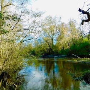 Photo of UNDER CONTRACT!  115 Acres of Hunting Land For Sale in Wilson County NC!