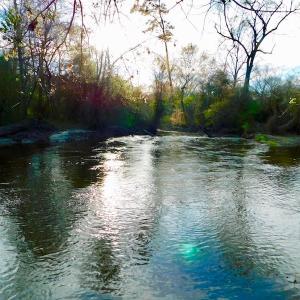 Photo of UNDER CONTRACT!  115 Acres of Hunting Land For Sale in Wilson County NC!