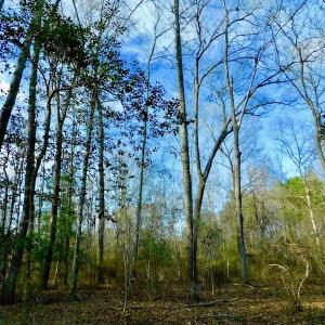 Photo of UNDER CONTRACT!  115 Acres of Hunting Land For Sale in Wilson County NC!