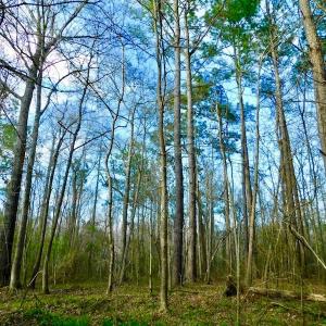 Photo of UNDER CONTRACT!  115 Acres of Hunting Land For Sale in Wilson County NC!
