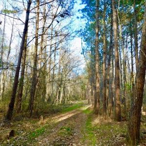 Photo of UNDER CONTRACT!  115 Acres of Hunting Land For Sale in Wilson County NC!