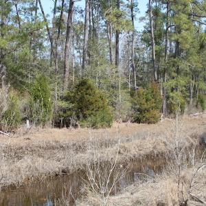 Photo of UNDER CONTRACT!  16 Acres of Hunting and Investment Land for Sale in Gloucester County VA!