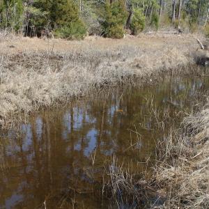Photo of UNDER CONTRACT!  16 Acres of Hunting and Investment Land for Sale in Gloucester County VA!