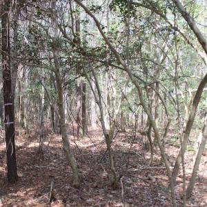 Photo of UNDER CONTRACT!  16 Acres of Hunting and Investment Land for Sale in Gloucester County VA!