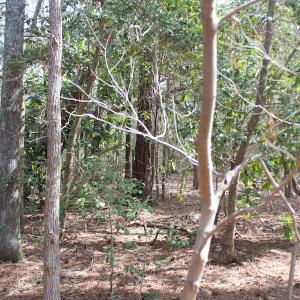 Photo of UNDER CONTRACT!  16 Acres of Hunting and Investment Land for Sale in Gloucester County VA!