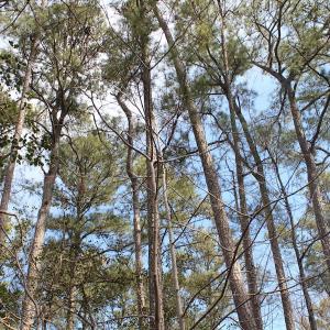 Photo of UNDER CONTRACT!  16 Acres of Hunting and Investment Land for Sale in Gloucester County VA!