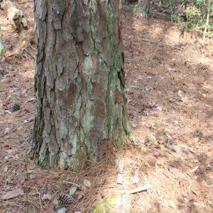 Photo of UNDER CONTRACT!  16 Acres of Hunting and Investment Land for Sale in Gloucester County VA!