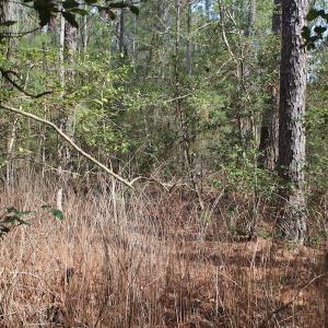 Photo of UNDER CONTRACT!  16 Acres of Hunting and Investment Land for Sale in Gloucester County VA!