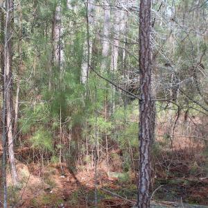 Photo of UNDER CONTRACT!  16 Acres of Hunting and Investment Land for Sale in Gloucester County VA!