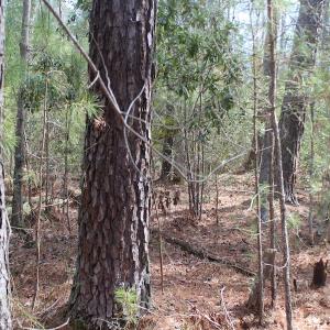 Photo of UNDER CONTRACT!  16 Acres of Hunting and Investment Land for Sale in Gloucester County VA!