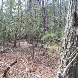 Photo of UNDER CONTRACT!  16 Acres of Hunting and Investment Land for Sale in Gloucester County VA!