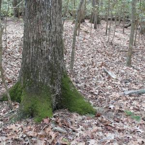 Photo of UNDER CONTRACT!  16 Acres of Hunting and Investment Land for Sale in Gloucester County VA!