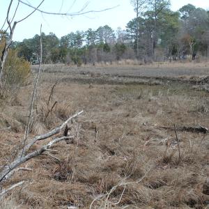 Photo of UNDER CONTRACT!  16 Acres of Hunting and Investment Land for Sale in Gloucester County VA!