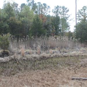 Photo of UNDER CONTRACT!  16 Acres of Hunting and Investment Land for Sale in Gloucester County VA!