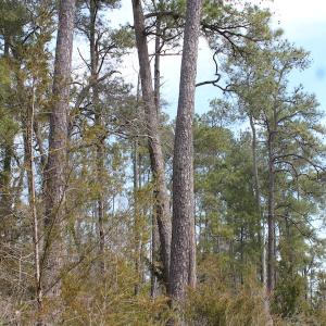 Photo of UNDER CONTRACT!  16 Acres of Hunting and Investment Land for Sale in Gloucester County VA!