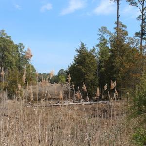 Photo of UNDER CONTRACT!  16 Acres of Hunting and Investment Land for Sale in Gloucester County VA!