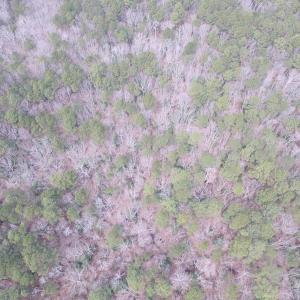Photo of UNDER CONTRACT!  31 Acres of Hunting & Investment Land for Sale in Gloucester County VA!