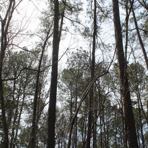 Photo of UNDER CONTRACT!  31 Acres of Hunting & Investment Land for Sale in Gloucester County VA!