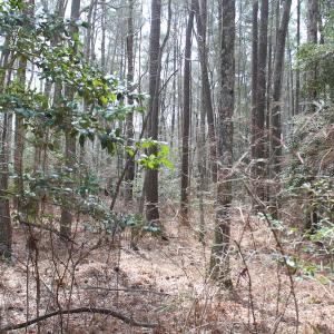 Photo of UNDER CONTRACT!  31 Acres of Hunting & Investment Land for Sale in Gloucester County VA!
