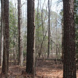 Photo of UNDER CONTRACT!  31 Acres of Hunting & Investment Land for Sale in Gloucester County VA!