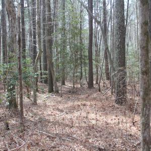 Photo of UNDER CONTRACT!  31 Acres of Hunting & Investment Land for Sale in Gloucester County VA!