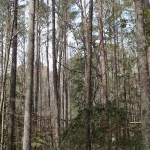 Photo of UNDER CONTRACT!  31 Acres of Hunting & Investment Land for Sale in Gloucester County VA!