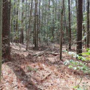 Photo of UNDER CONTRACT!  31 Acres of Hunting & Investment Land for Sale in Gloucester County VA!