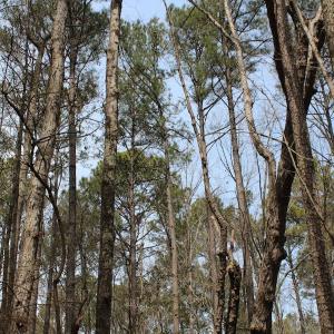 Photo of UNDER CONTRACT!  31 Acres of Hunting & Investment Land for Sale in Gloucester County VA!