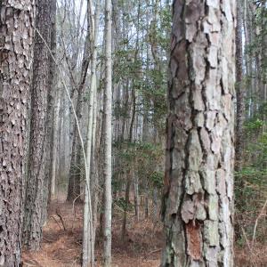 Photo of UNDER CONTRACT!  31 Acres of Hunting & Investment Land for Sale in Gloucester County VA!