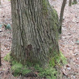 Photo of UNDER CONTRACT!  31 Acres of Hunting & Investment Land for Sale in Gloucester County VA!