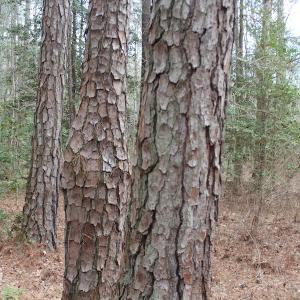 Photo of UNDER CONTRACT!  31 Acres of Hunting & Investment Land for Sale in Gloucester County VA!