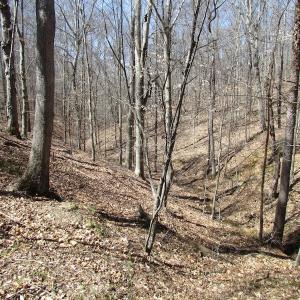 Photo of 72 Acres of Riverfront Pasture Land with Home For Sale in Buckingham County VA!