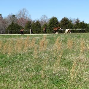 Photo of 72 Acres of Riverfront Pasture Land with Home For Sale in Buckingham County VA!