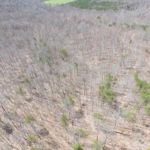 Photo of 72 Acres of Riverfront Pasture Land with Home For Sale in Buckingham County VA!