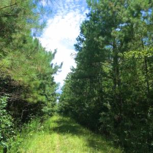 Photo of SOLD!  55.92 Acres of Timber and Hunting Land For Sale in Pamlico County NC!