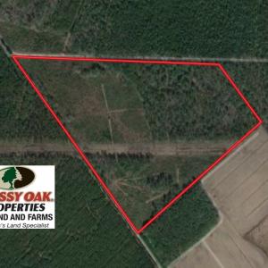 Photo of SOLD!  55.92 Acres of Timber and Hunting Land For Sale in Pamlico County NC!
