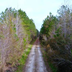 Photo of SOLD!  55.92 Acres of Timber and Hunting Land For Sale in Pamlico County NC!