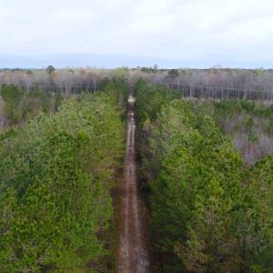 Photo of SOLD!  55.92 Acres of Timber and Hunting Land For Sale in Pamlico County NC!