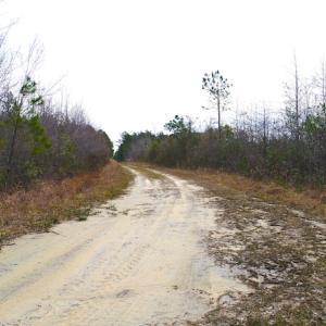 Photo of SOLD!  55.92 Acres of Timber and Hunting Land For Sale in Pamlico County NC!